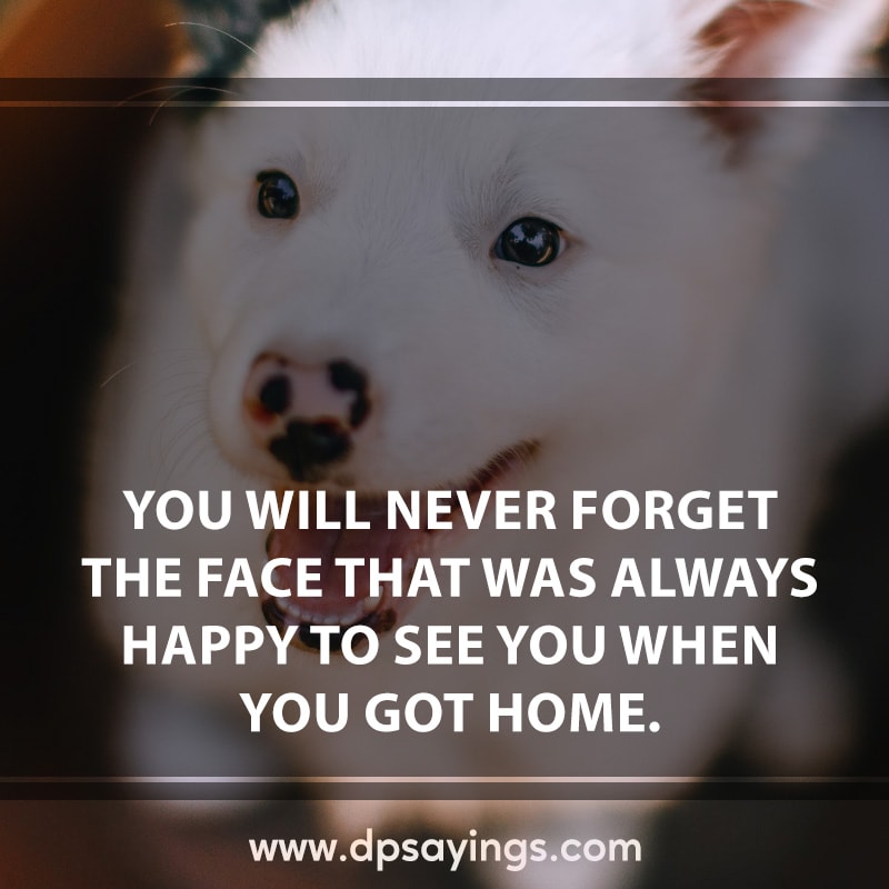 17 dog quotes and sayings