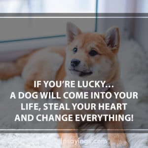 93 Dog Quotes And Sayings Will Tell The Greatness Of Dogs - DP Sayings