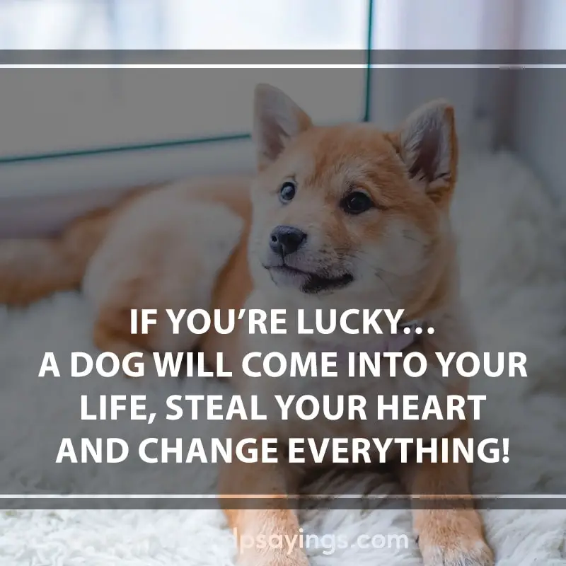 20 inspirational dogs quotes and sayings