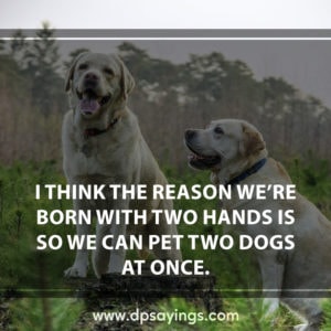 93 Dog Quotes And Sayings Will Tell The Greatness Of Dogs - Dp Sayings