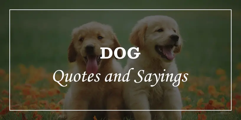 Featured Image for dog quotes and sayings
