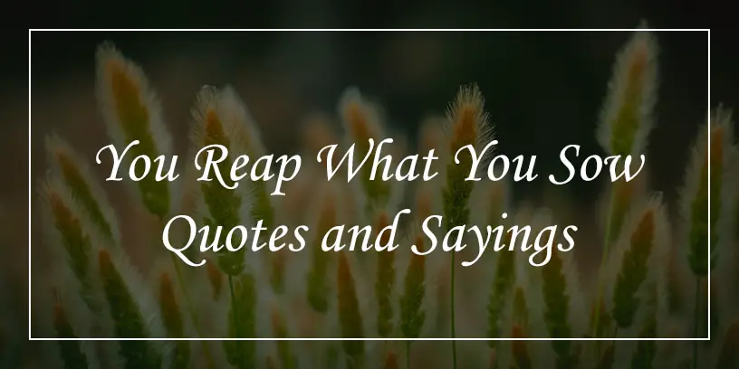 You reap what you sow quotes