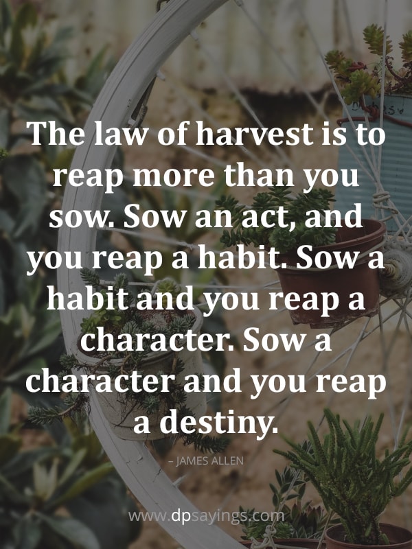 you harvest what you sow