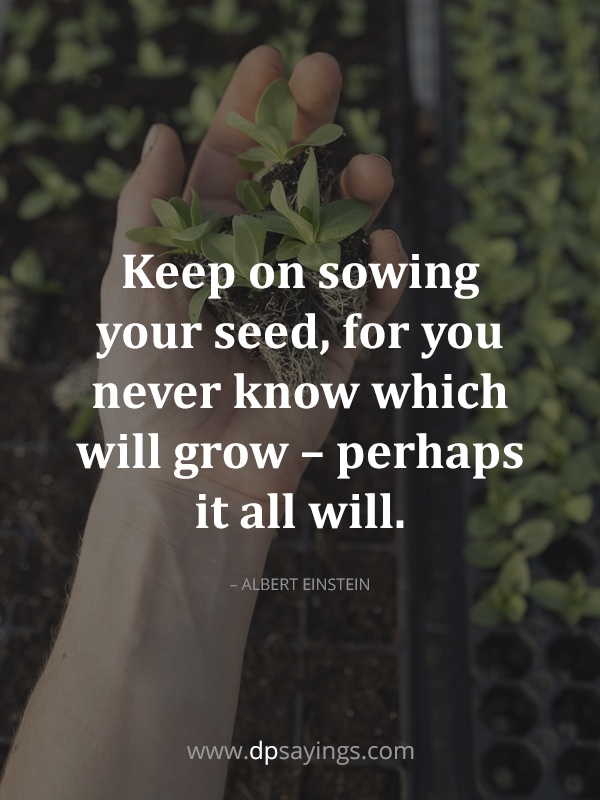 “Keep on sowing your seed, for you never know which will grow – perhaps it all will.” – Albert Einstein